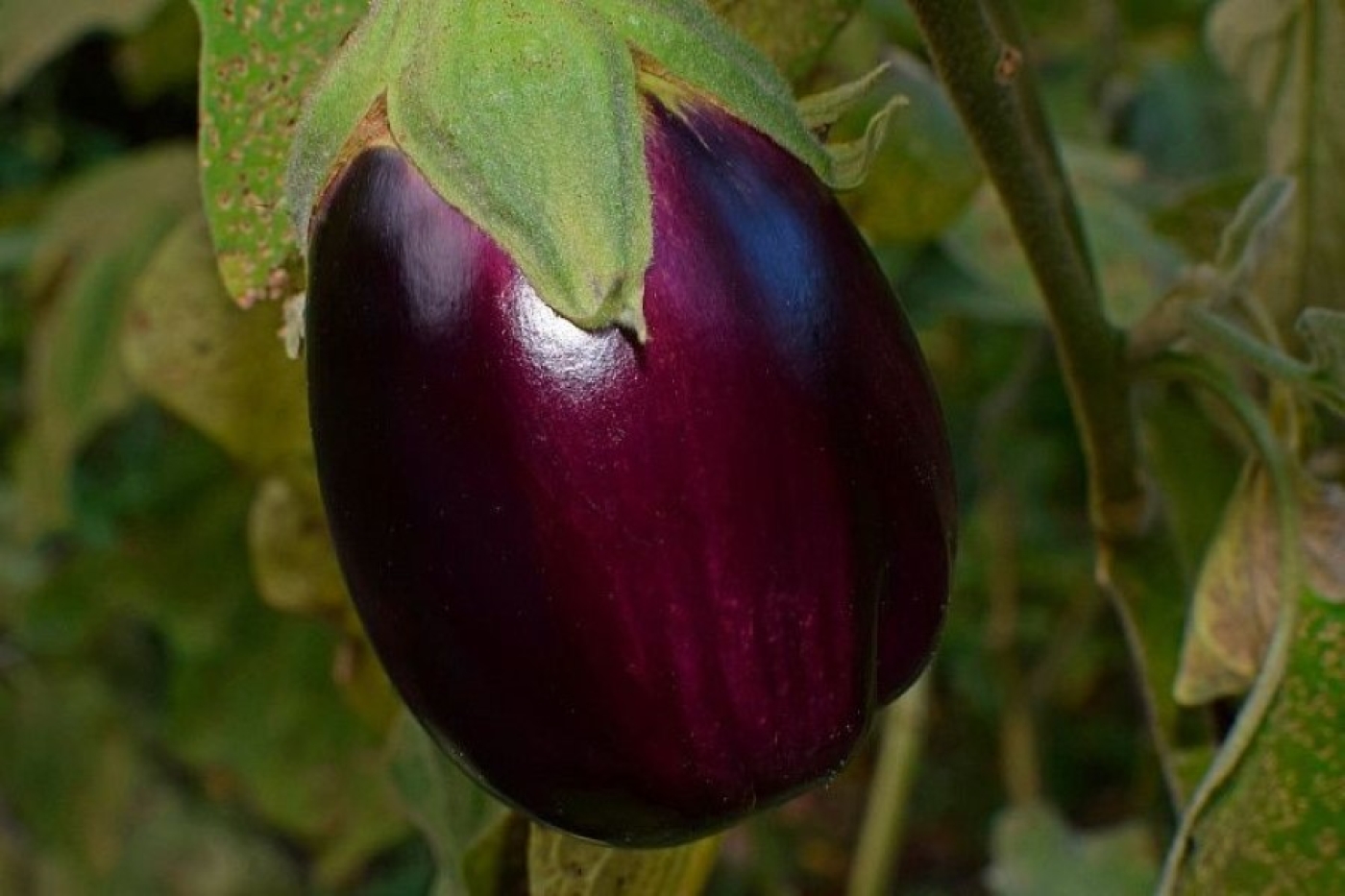 Как вырастить баклажаны в ведре: урожая будет очень много