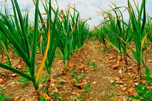 Секрет крупного чеснока: добавляем стакан средства в лейку и поливаем