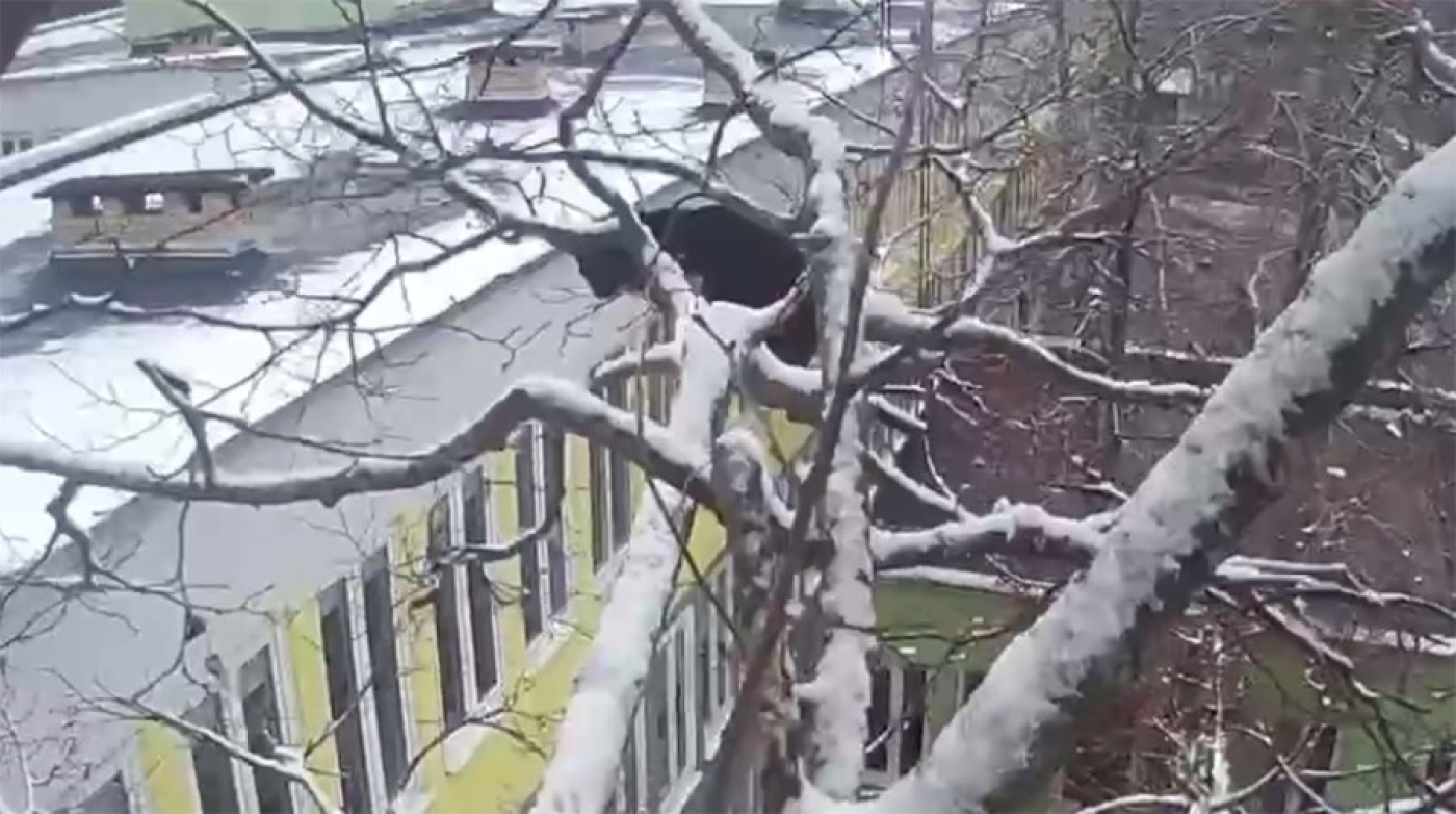 В Солигорске спасатели помогли котенку спуститься с дерева