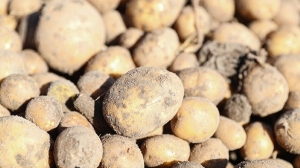 У жителя Берестовицкого района украли с поля выкопанный картофель