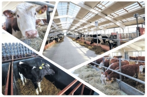 Есть спрос – будет и предложение: эксперты о перспективах животноводства в Беларуси