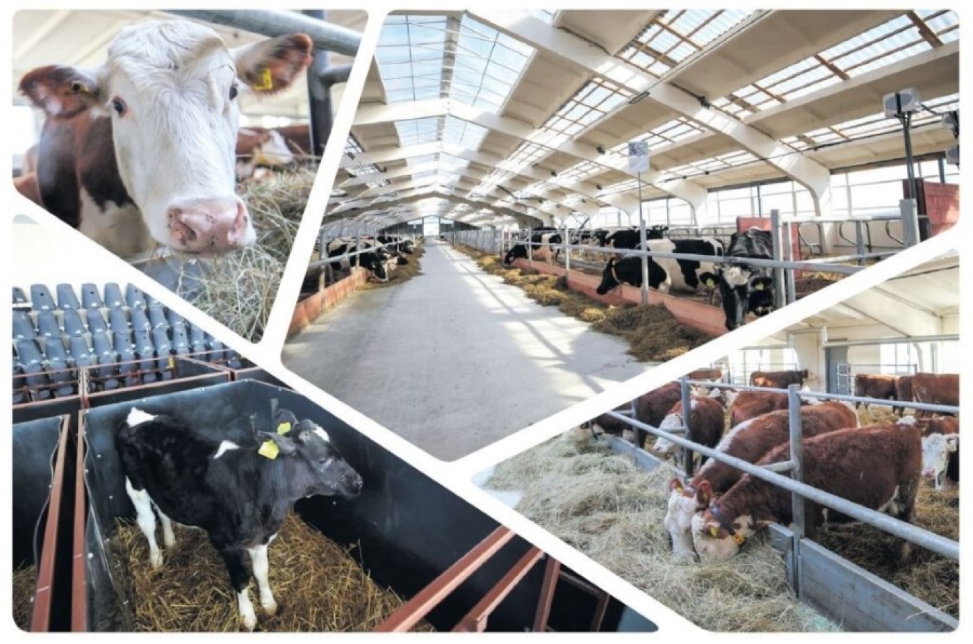 Есть спрос – будет и предложение: эксперты о перспективах животноводства в Беларуси