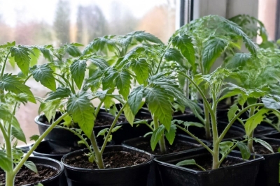 Хитрый способ высадки томатов "методом стакана": беру старые пакеты и верёвочку — получаю бешеный урожай