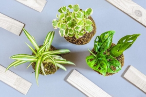 Почему вянут цветы на подоконнике – ошибки, которые вы делаете каждый год