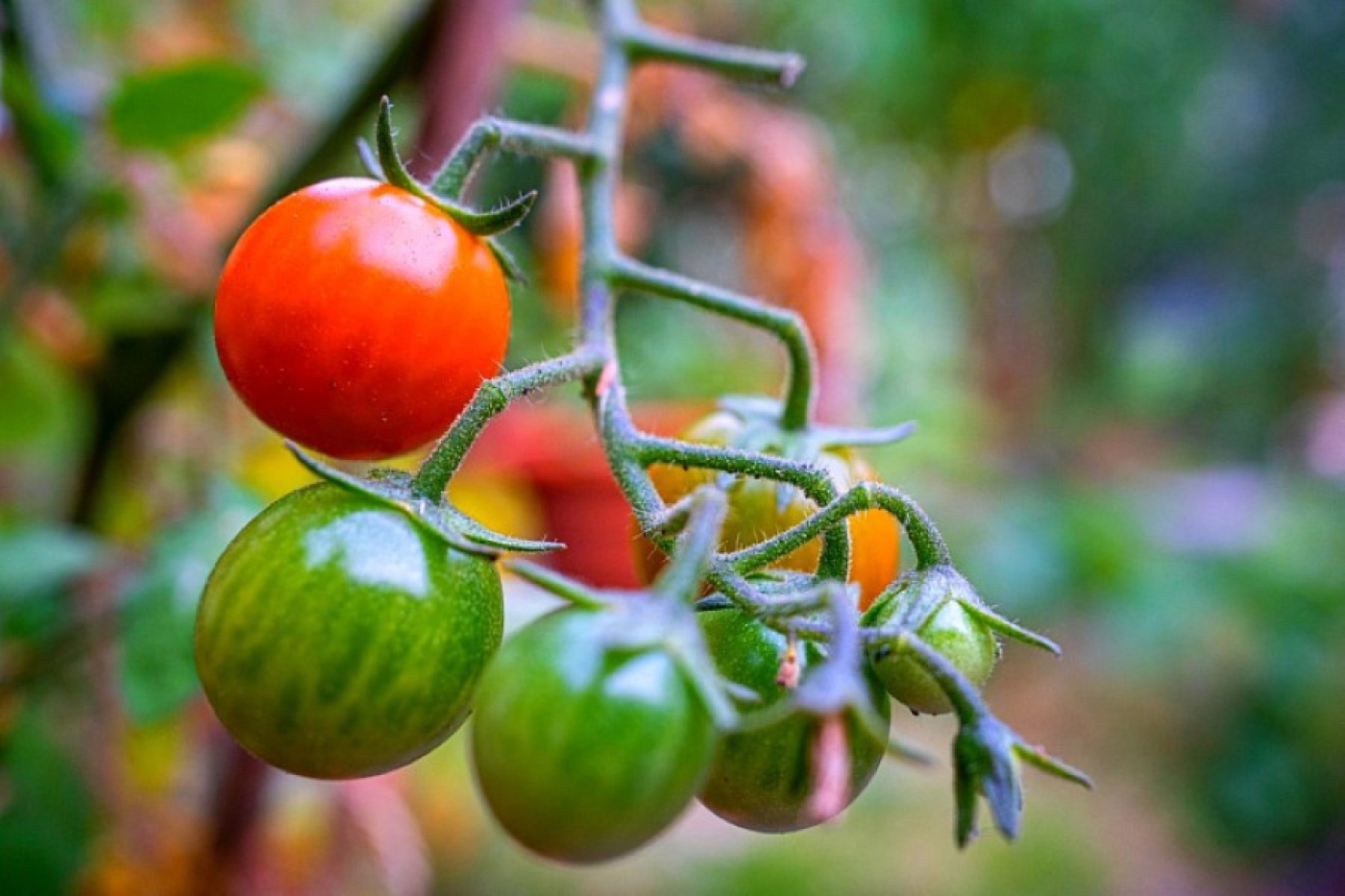 Каждый цветок завяжется: раскрываем наш секрет богатого урожая томатов