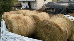 Животновод в Минском районе похитил 5 тонн сена