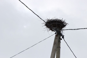 "Птичьи квартиры" на проводах. Энергетики рассказали о специальных гнездовьях для пернатых