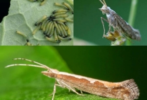 Капустная моль: как защитить крестоцветные культуры от разрушительного вредителя