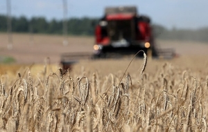 В Беларуси собрано 10 млн тонн зерна с учетом рапса и кукурузы