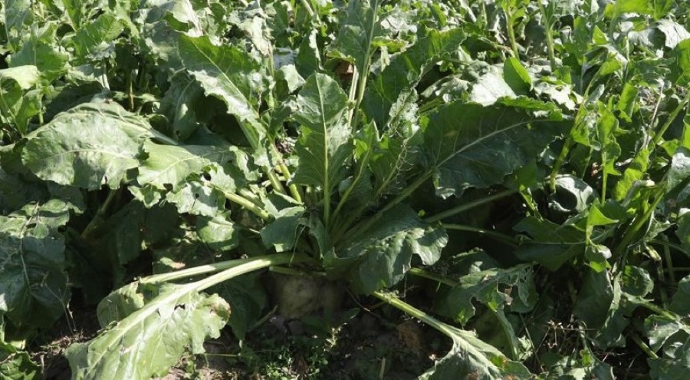 Как защитить посевы сахарной свеклы в дождливую погоду, рассказали в Минсельхозпроде