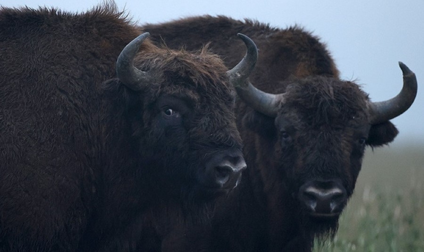 Беларусь и Орловская область намерены совместно развивать популяцию зубров
