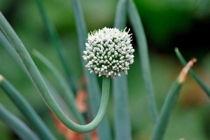 Сделайте это с луком – тогда и стрелок никаких не будет