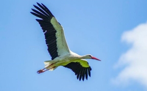 Весна будет ранней? Из Африки в Беларусь возвращаются аисты