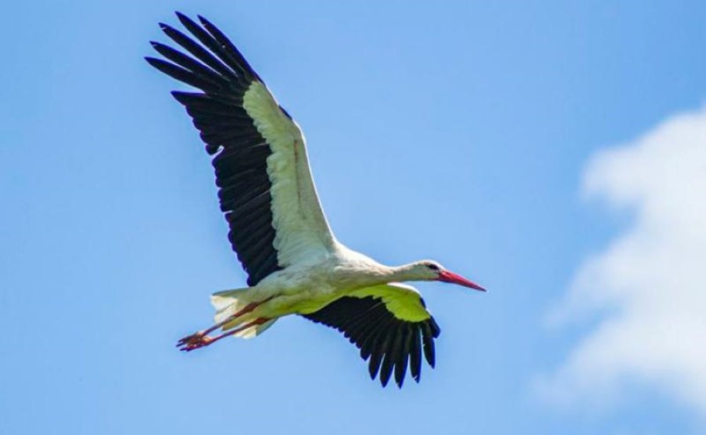 Весна будет ранней? Из Африки в Беларусь возвращаются аисты