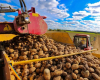 Урожай картофеля в Минской области — более 330 ц/га