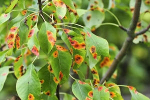 Отчего ржавеет груша и как бороться с этой напастью