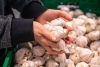 Финальная подкормка чеснока в июле: сыпем 10 г — головки с кулак и дольше хранятся