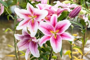 Лилии будут цвести все лето: правила посадки, о которых молчат садоводы