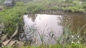 В Витебском районе семилетний мальчик утонул в пруду-копани