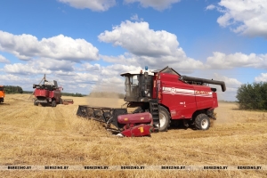 Почти 40% озимого ячменя убрано в Беларуси