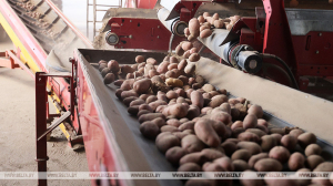 Аграрии Минской области убрали 90% площадей картофеля