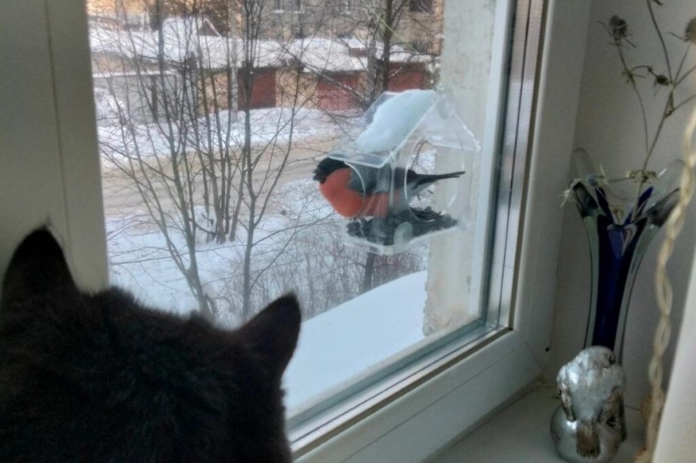 Кормушка за окном может быть нарушением правил содержания дома