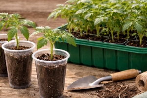 5 часов — и рассада томатов здоровая: природная бражка для крепости помидоров — стебли толстые, корни мощные