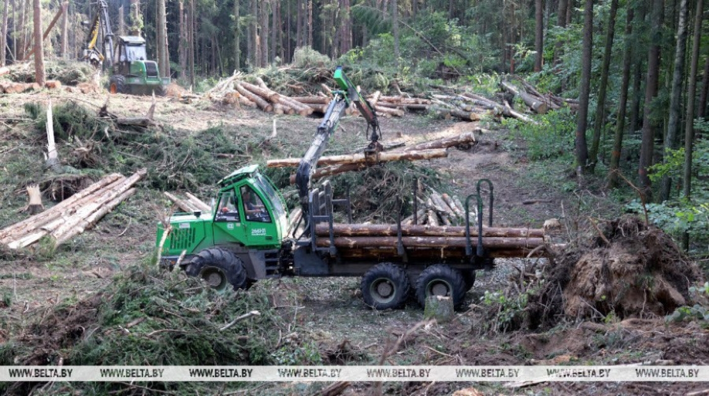 В Беларуси было повреждено непогодой 15 тыс. га леса