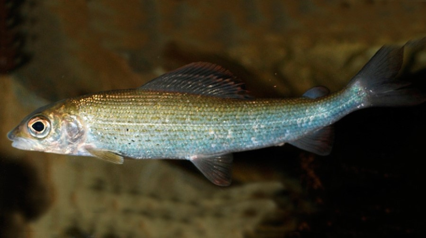 В Беларуси введен запрет на лов ряпушки европейской