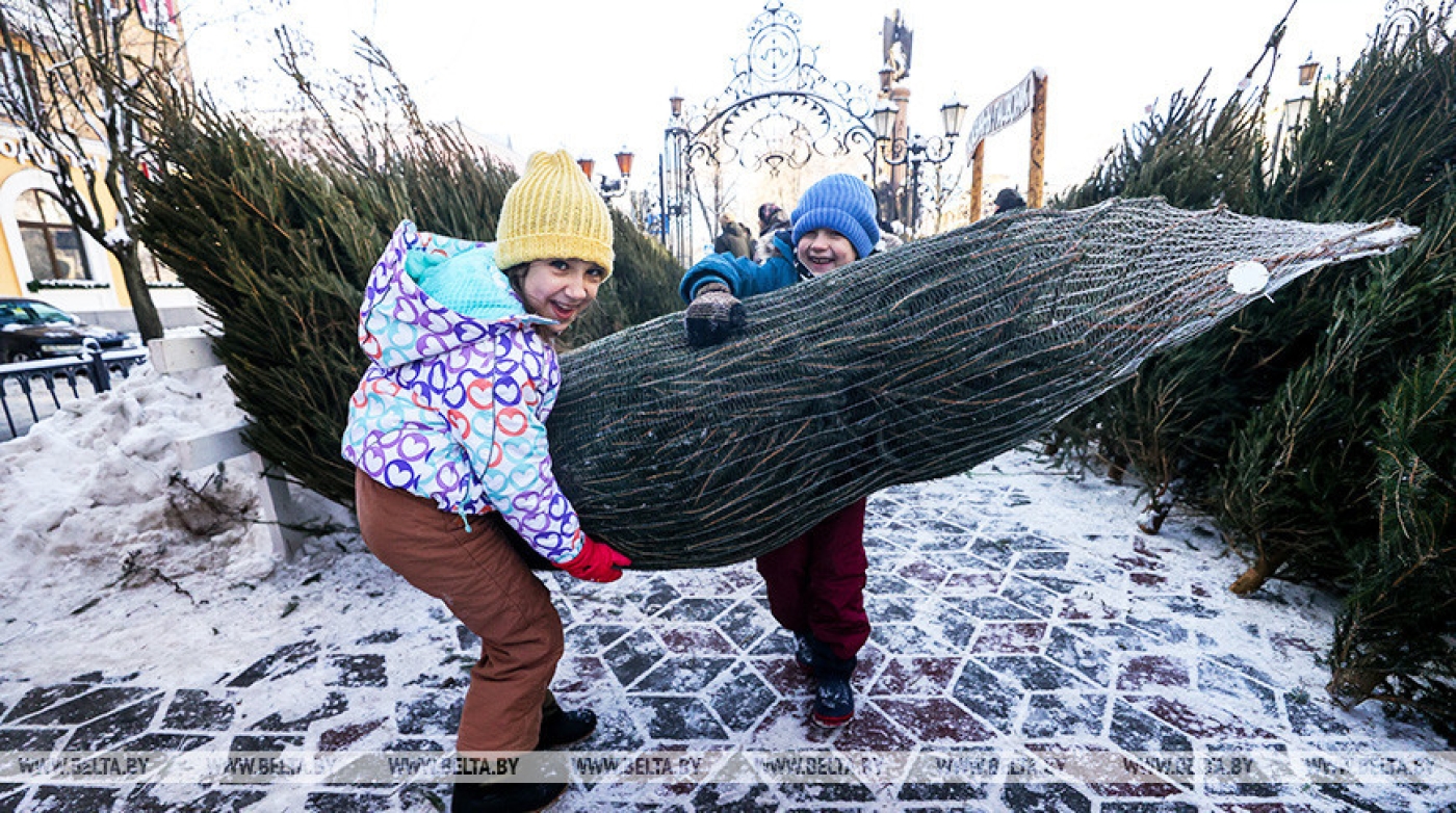 В Минской области планируют заготовить к праздникам 30 тыс. новогодних деревьев
