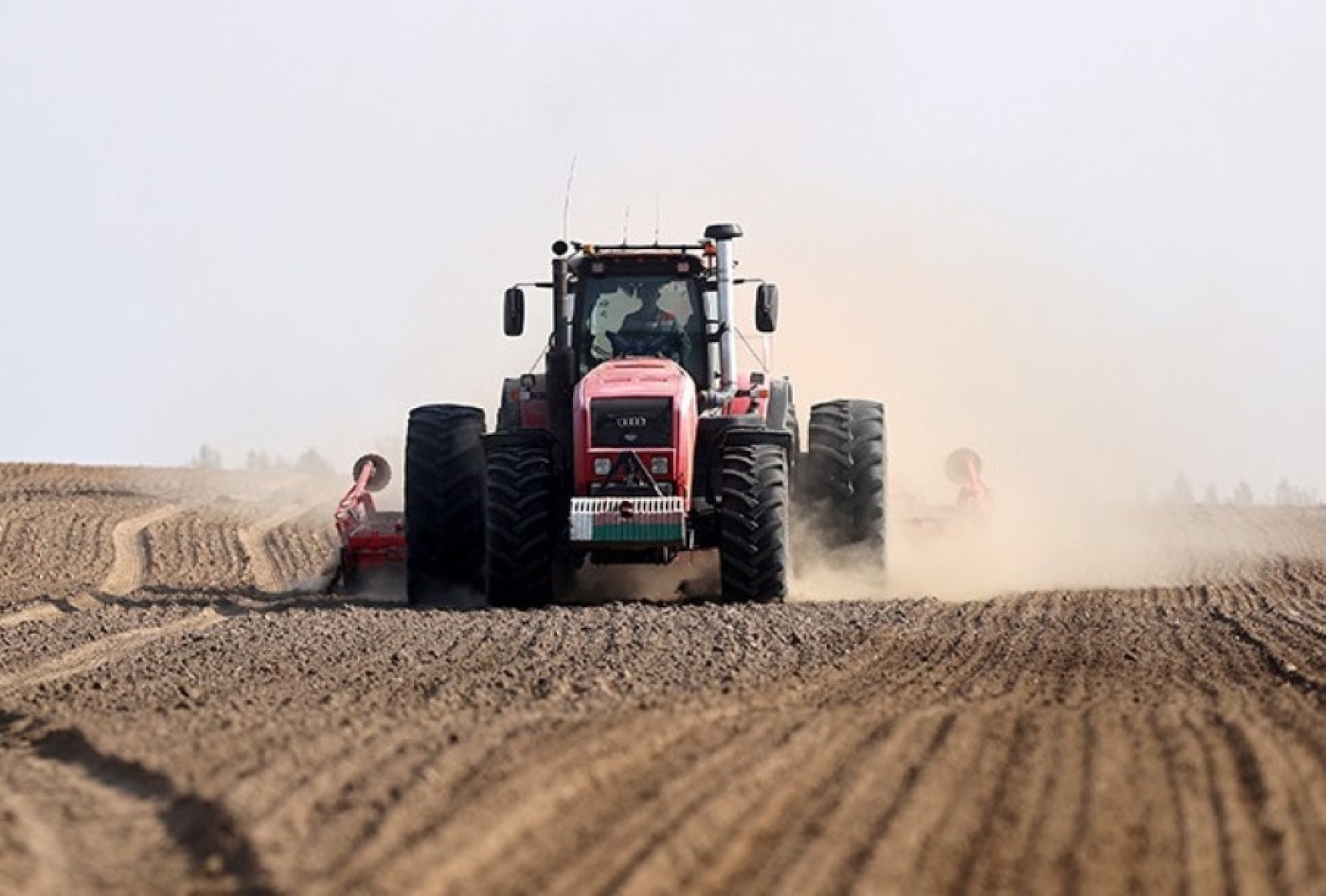 В Беларуси ранние яровые зерновые и зернобобовые посеяны на более чем 7% площадей