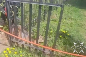 В Витебске олененок застрял в металлической изгороди, спасатели помогли ему высвободиться