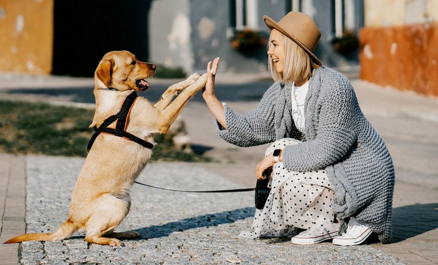 Как накажут белорусов, которые не убирают за своими собаками на прогулке