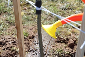 В Беларуси было высажено более 500 тыс. деревьев в 2025 году