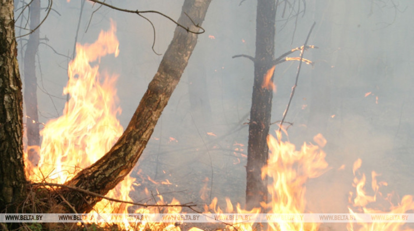 В Беларуси за сутки произошло два случая возгорания в лесах