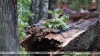 На Цнянском водохранилище в результате падения дерева погибла девушка