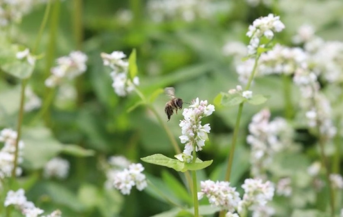 Гречиха в Беларуси посеяна более чем на 84% площадей