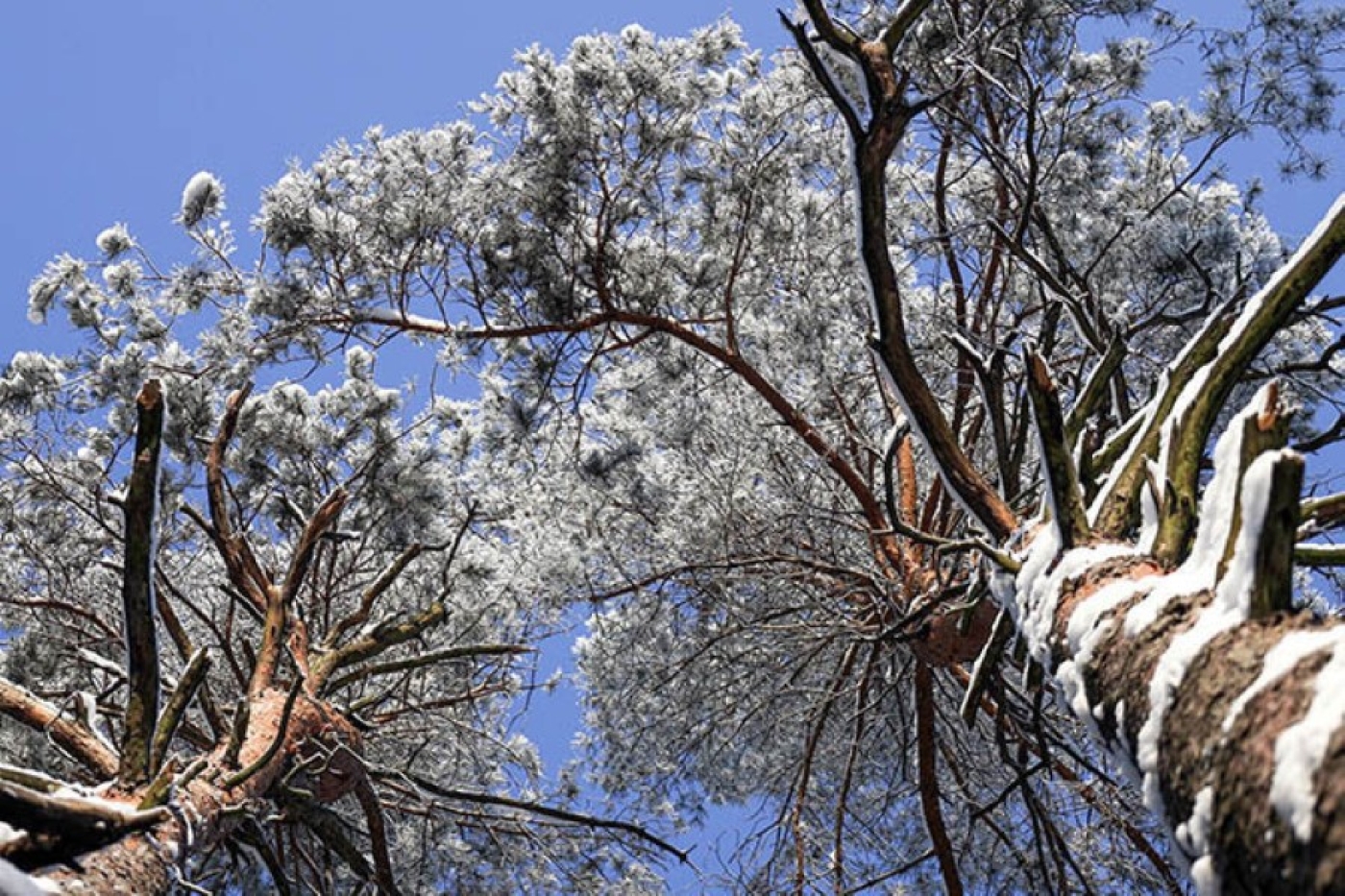 Метеозависимым приготовиться. Какие качели готовит погода на ближайшую неделю, рассказали синоптики