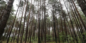 Ограничения на посещение лесов действуют на территории всей Беларуси