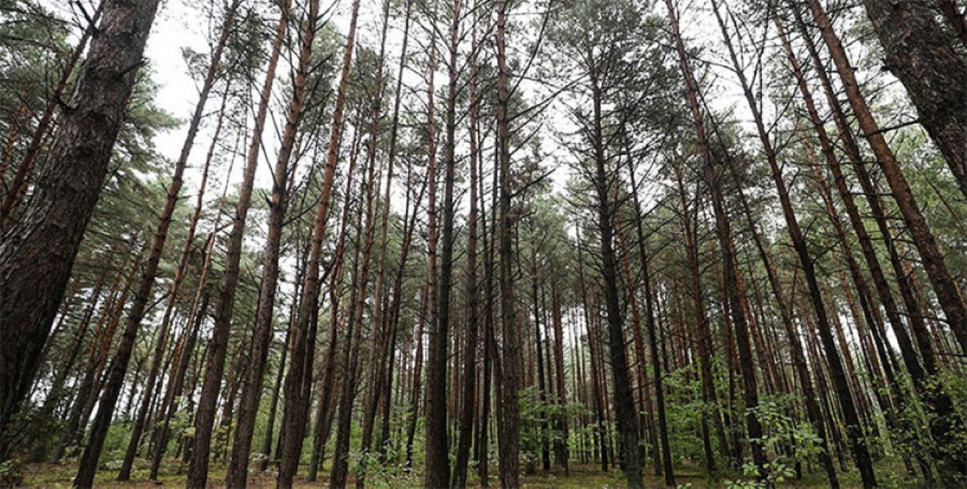 Ограничения на посещение лесов действуют на территории всей Беларуси