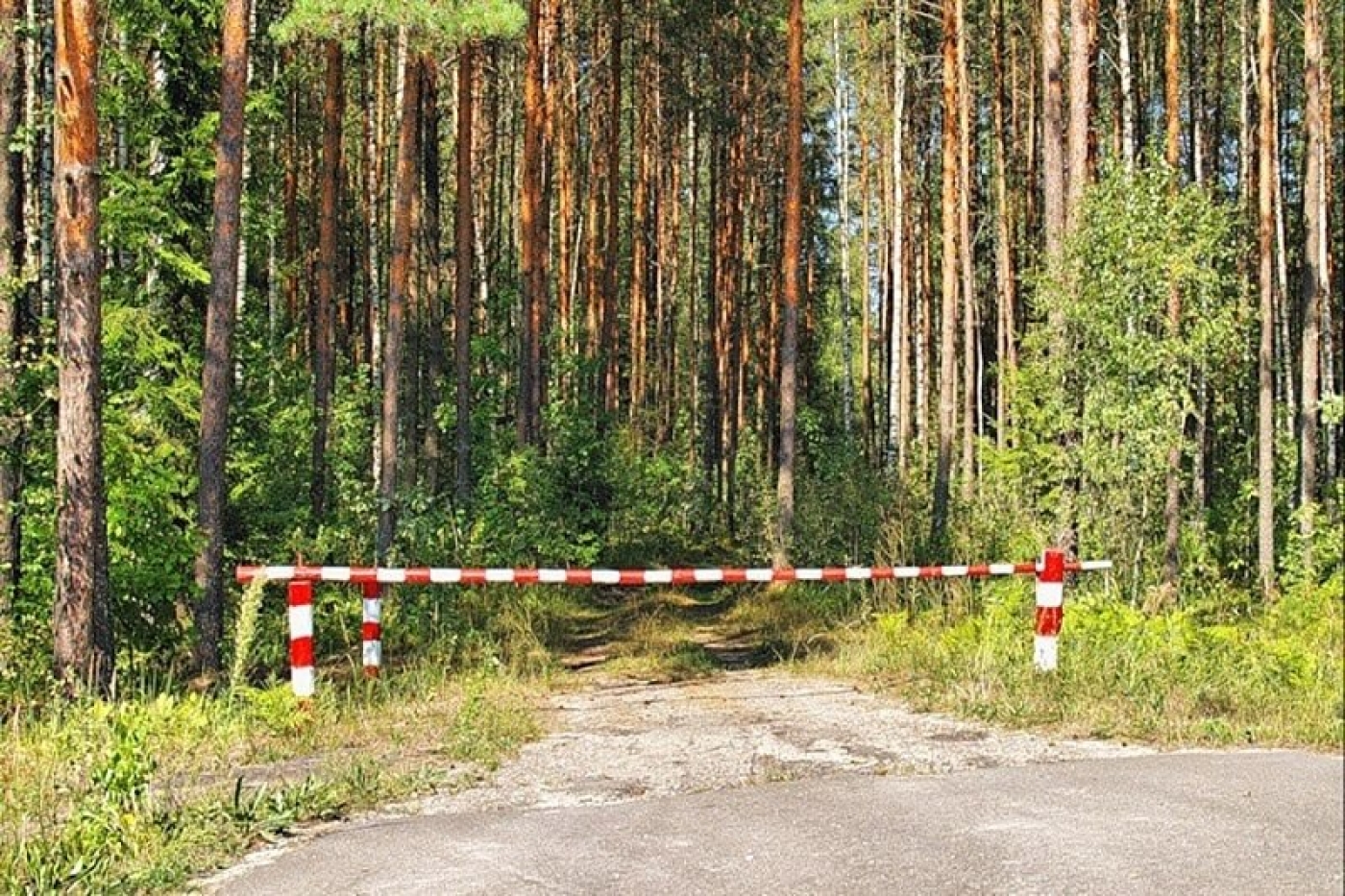 Посещать леса разрешено в 8 районах трех областей Беларуси