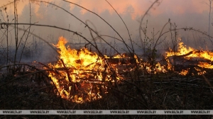 За сутки в Беларуси два лесных пожара начались из-за ударов молнии
