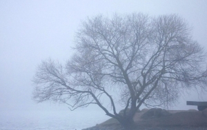 Ночные заморозки, дождь и мокрый снег ожидаются в Беларуси 16 ноября