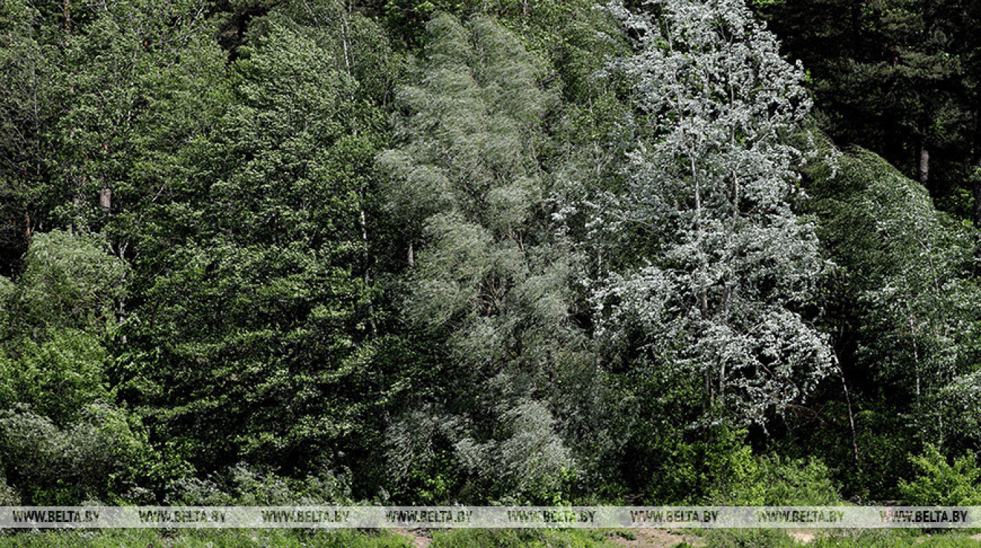 МЧС предупредило белорусов о факторах опасности при сильных дождях, ветре и грозах