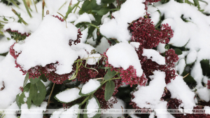 Снег и гололедицу прогнозируют синоптики в Беларуси 21 ноября