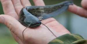 С 1 ноября наступает запрет на лов сома и сига