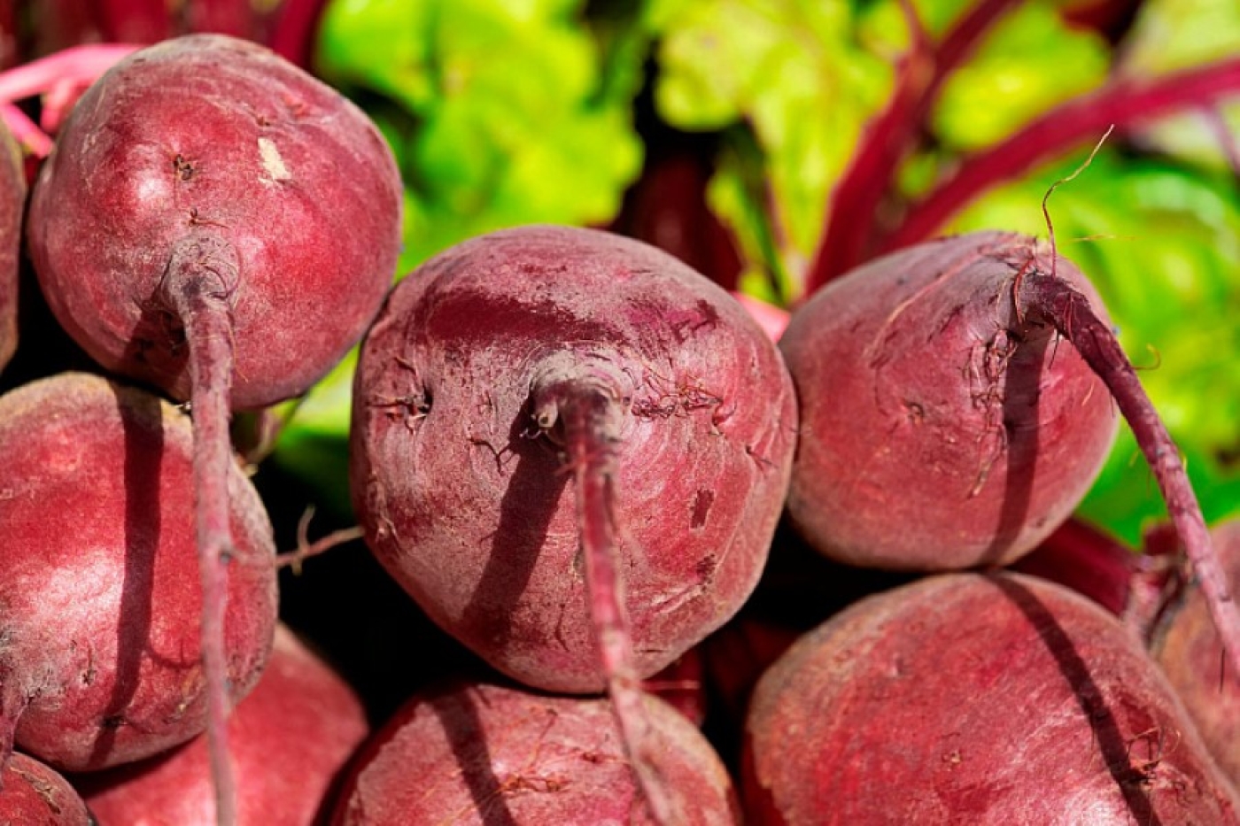 Как вырастить сладкую свеклу: три лучшие подкормки на лето