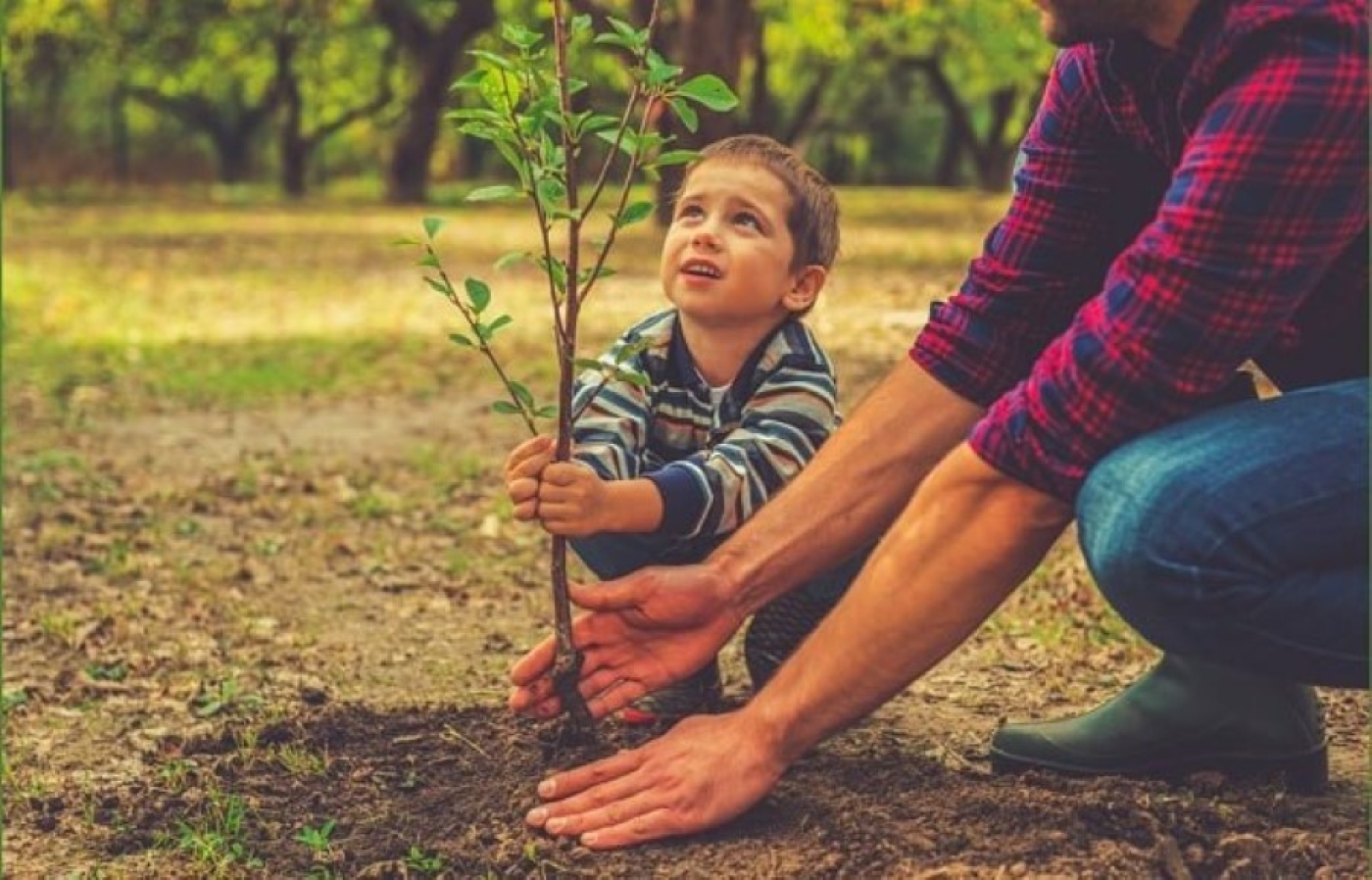 Единый день озеленения пройдет на Минщине 11 октября