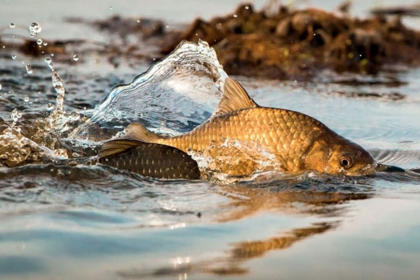 Рыбаки могут «заработать» штраф свыше 1,3 тыс. рублей. За что?