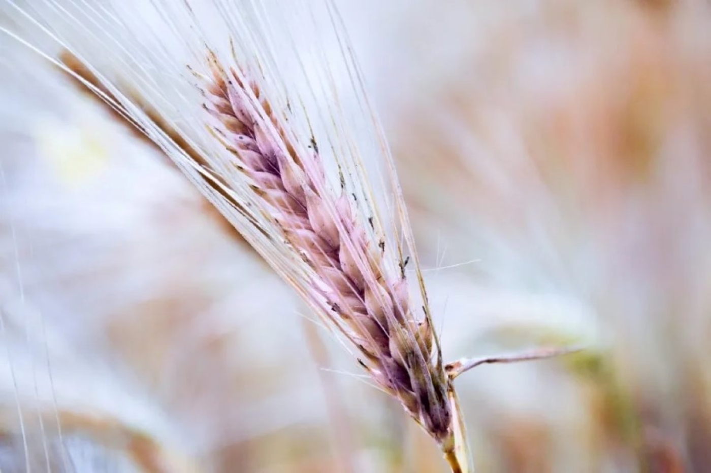 Фиолетовая пшеница и зерновые — опыт Омска перенимают в Беларуси